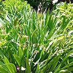 אוהל מפואר Camp Thea, Glamping Tent Yurtas In Rose Resort