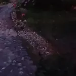 Camp Thea, Glamping Tent Yurtas In Rose Resort * Mrse