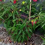 Camp Thea, Glamping Tent Yurtas In Rose Resort Mrse