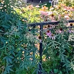 Camp Thea, Glamping Tent Yurtas In Rose Resort אוהל מפואר