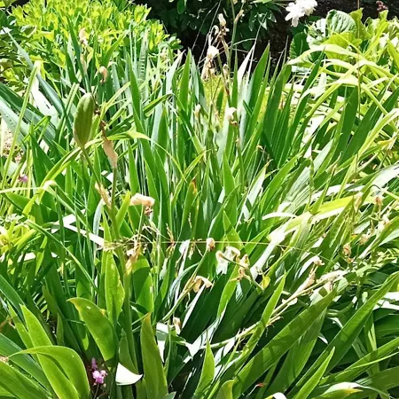 Οργανωμένο κάμπινγκ Glamping, Tent Jurta, Outdoor Living