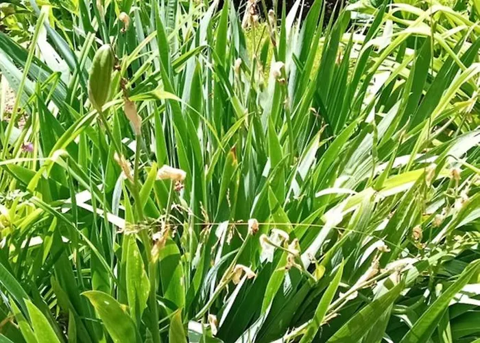 Luksustelt Glamping, Tent Jurta, Outdoor Living