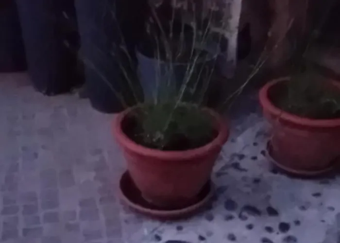 Luksustelt Glamping, Tent Jurta, Outdoor Living *