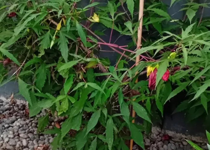 Glamping, Tent Jurta, Outdoor Living Mrse